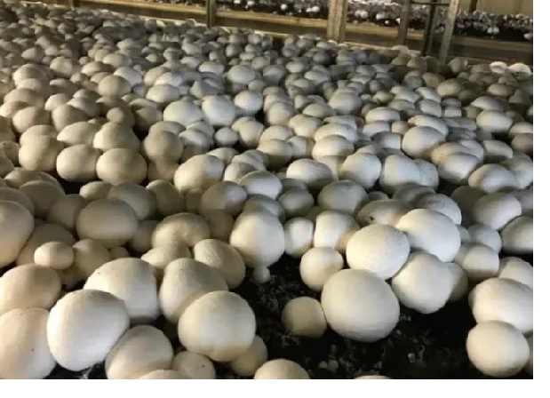 How Profitable is Mushroom Farming in South Africa