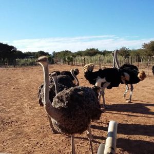 Ostrich Farms in South Africa